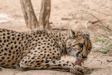 cheetah eating raw meat at Conservation facility, near Otjiwarongo,  Namibia