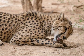 muzzle of cheetah eating raw meat on ground at Conservation facility, near Otjiwarongo,  Namibia