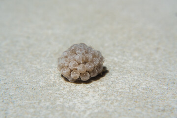 spider eggs