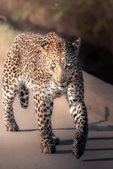 leopard in the tree