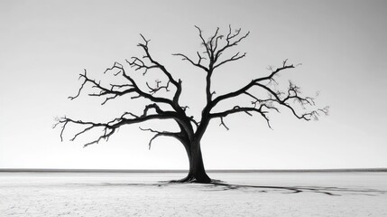 Lonely dead tree desert landscape; somber mood; website background