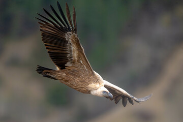 Vautour Fauve
