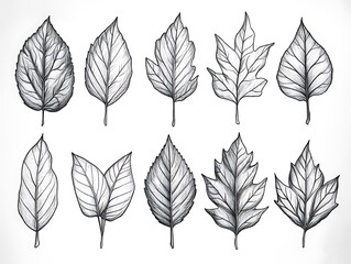 Artistic leaf illustrations nature digital artwork minimalist close-up botany