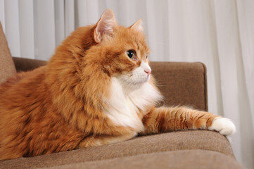 Adult, fluffy, ginger cat lying on the sofa, side vie