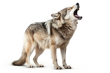 Obraz premium Wolf howling animal mammal coyote.