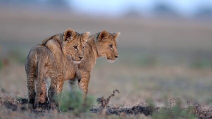 African Lion
