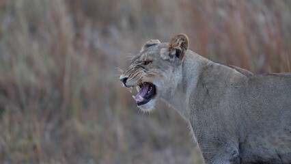 African Lion