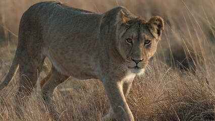 African Lion