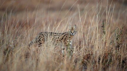 Serval (Leptailurus Serval)