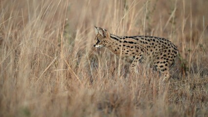 Serval (Leptailurus Serval)