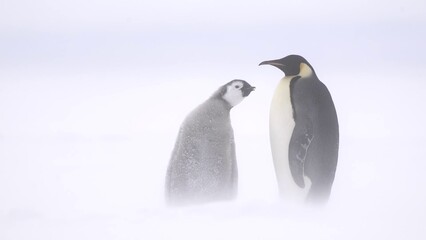 Obraz premium Emperor Penguin