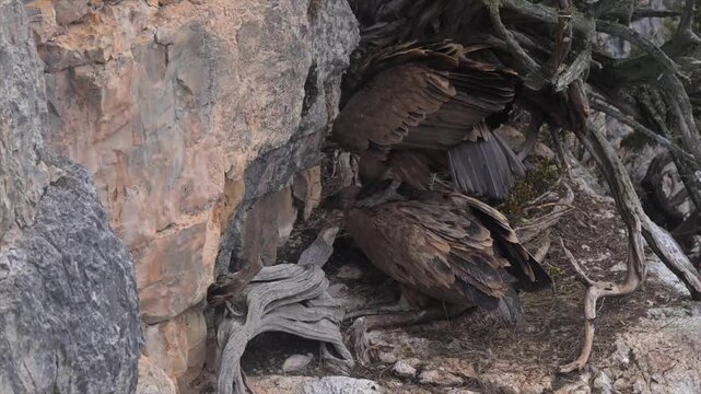 Accouplement Vautour Fauve