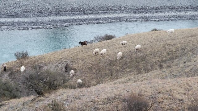 Large herd of domestic animals goes home walking along steep hilly riverbank in autumn. Multicoloured goats graze searching fresh green grass in countryside. Altai