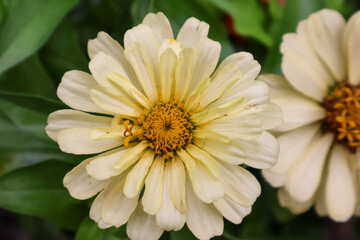 Bhimtal Uttarakhand - India, 23 June 2024, upclose picture of flower at botanical garden at Bhimtal...