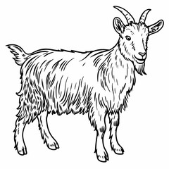 Detailed Line Art of Goat Standing with Fur Texture and Goat Horns