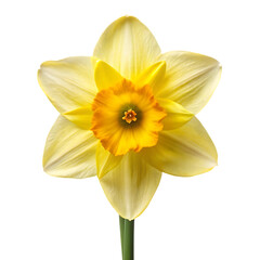 daffodil flower image transparent background © Zarif