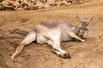 An Australian eastern grey kangaroo resting on the ground
