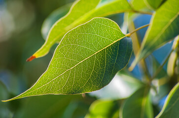 Beautiful large green leaves of the tree with clearly translucent veins of texture showing transport pathways of metabolism during the processes of photosynthesis, respiration and ATP acid production