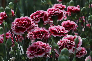 カラフルなカーネーション