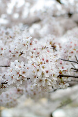 View of blossoming sakura flowers on a tree branch.