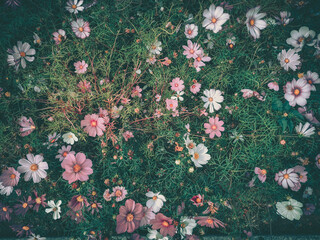 A lush garden overflowing with delicate cosmos flowers in varying shades of pink and white, nestled...