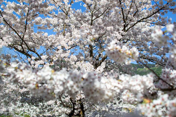 View of blossoming sakura flowers on a tree branch
