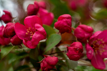View of the red blossoming flowers of an apple tree. Macro Photo of Flowers.