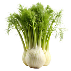 fennel vegetable image with transparent