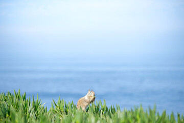 海辺の草むらから顔を出すリスのユニークな瞬間