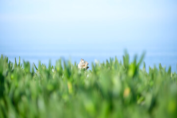 海辺の草むらから顔を出すリスのユニークな瞬間