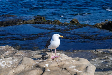 海を背景にしたカモメの美しい佇まい