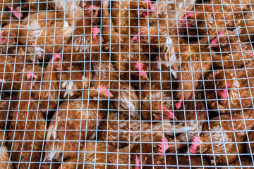 A busy market in Thailand showcases a large group of chickens resting under a protective mesh. The...