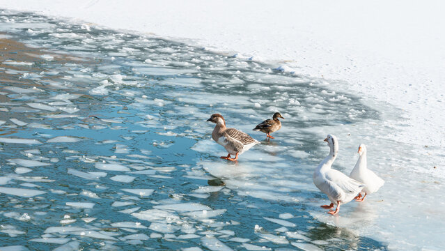 The scenic views of birds, ducks and geese at the lake. High quality photo