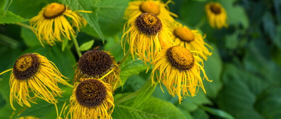 Dry, nature and sunflower with growth for garden, heat environment and dehydration in autumn....