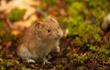 mouse in the grass