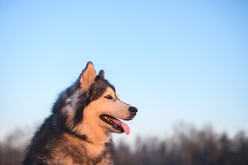 Beautiful Siberian Husky on blue sky background during sunset. Happy dog portrait