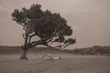 A solitary tree rises prominently in a quiet landscape, surrounded by open land. The muted tones...