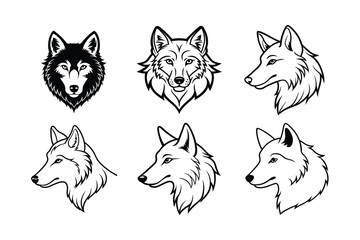 Gray Wolf (Canis lupus) animal design, labeled line art vector art illustration.
