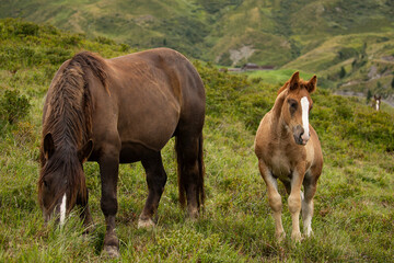 Obraz premium horses in freedom