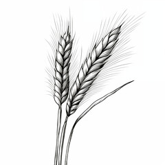 Wheat ears, two, ripe, badge, simple black and white sketch, isolate on a white background, picture, image for printing on a T-shirt, background, no people, concept