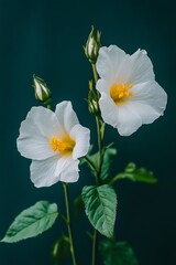 Fototapeta premium Two Delicate White Wild Rose flowers With Yellow Centers, Green Foliage Against Blue Background
