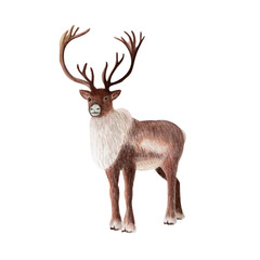 Reindeer watercolor illustration isolated on white background. High quality hand drawn clip art perfect for cards, posters, books, home decor, as a design element for children products, winter