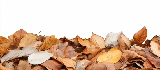Autumn leaves border, white background, fall design, website header