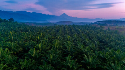 Obraz premium Vibrant greens stretch across the landscape as a golden sunrise casts warm hues over Thailand Ranong palm plantations. palm oil trees at sunrise