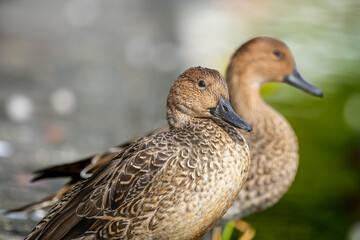 階段とオナガガモ