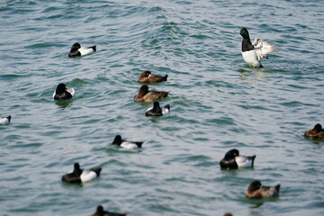 Wild ducks on the water