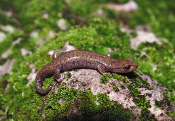 Natural closeup on a Samwel Shasta salamander, Hydromantes samweli sitting on a rock covered with moss in California