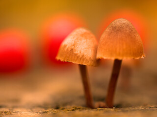 Small pair of wild mushrooms 