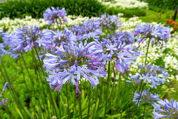 Lily of the Nile also called African Blue Lily flower in purple blue shade (Agapanthus Africanus) in Australia.