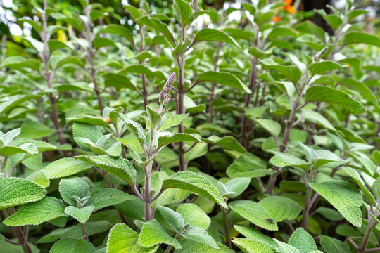Indian borage (plectranthus amboinicus (Lour.) Spreng. Herb in a garden.